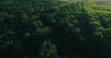 Bir yaz günü gün batımında güneş ışınları altında yeşil ağaçların tepesinde uçan drone.