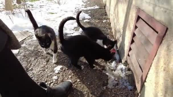 Vrouw voedt dakloze straatkatten, perst kattenvoer uit de verpakking — Stockvideo