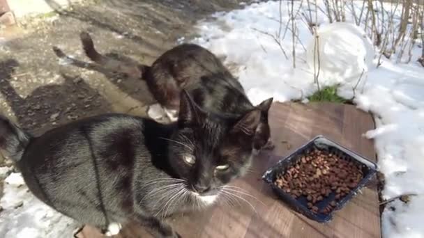 女性はホームレスの通りの猫に餌を与え、包装から猫の食べ物を絞る — ストック動画