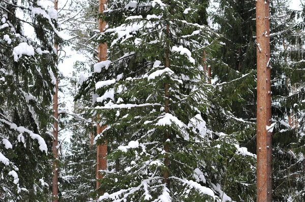 Floresta de pinheiros de inverno. a neve nos ramos das árvores. floresta ba — Fotografia de Stock