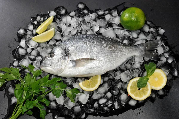 Dorado poisson couché sur des glaçons, sel, citron vert et persil. T — Photo