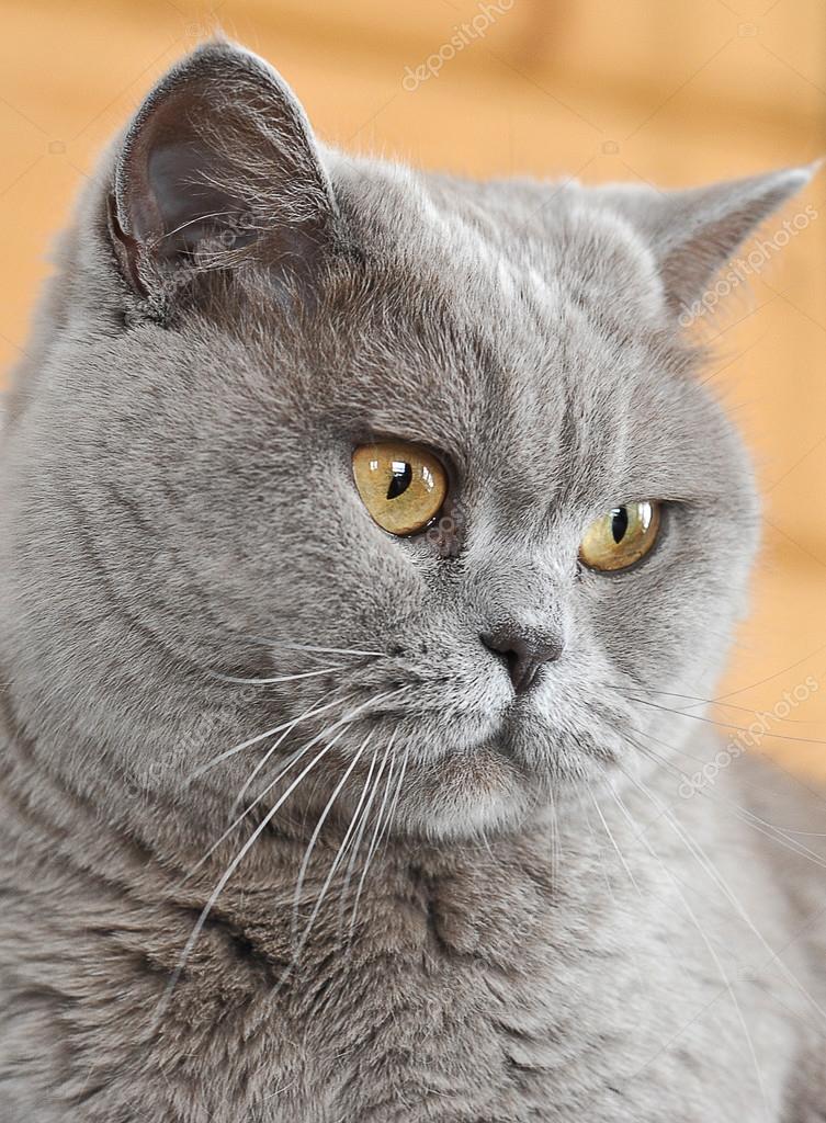 Safkan İran kedisi. Sarı gözlü kedi. Kedi yakın u fotoğrafı Stok