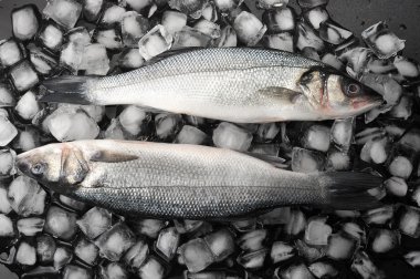 Buzda iki levrek balığı. çiğ balık. üst görünüm