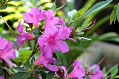 Azalia bush ile güzel pembe çiçekler
