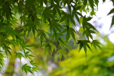 taze ve yeşil yaprak