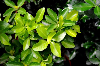 taze ve yeşil yaprak