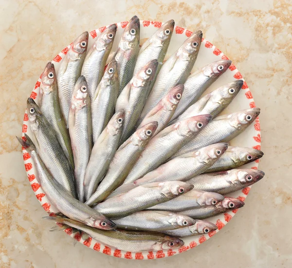 Čerstvé Evropské tavit ryby — Stock fotografie