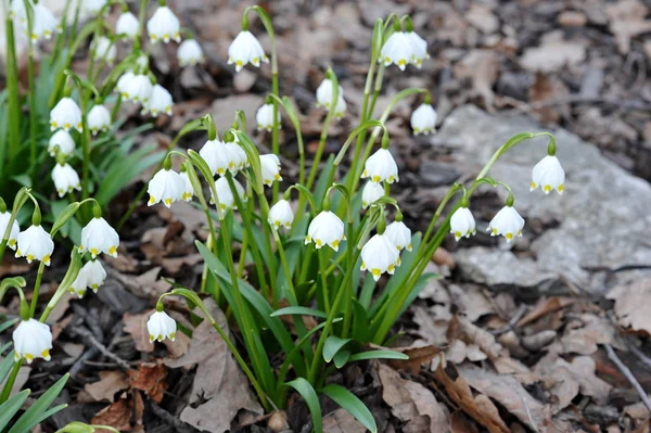 Delicado Snowdrop flor — Fotografia de Stock