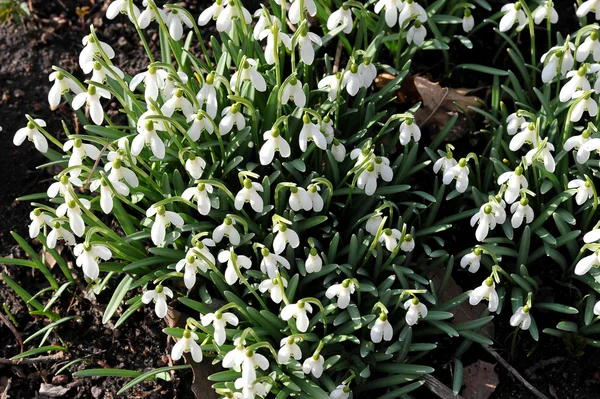 Delicado Snowdrop flor — Fotografia de Stock