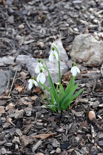 Delicate Snowdrop flower — Stock Photo, Image