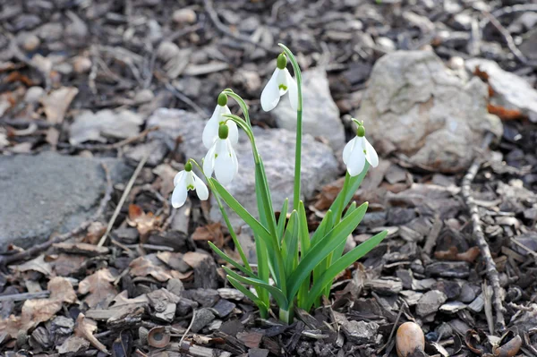 Delicado Snowdrop flor — Fotografia de Stock