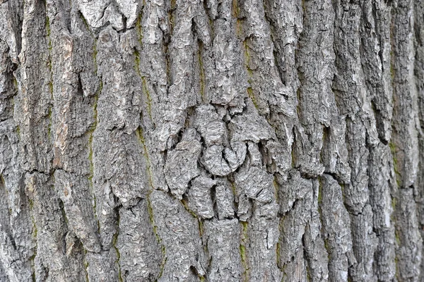 Background of the bark of the oak tree — Stock Photo, Image