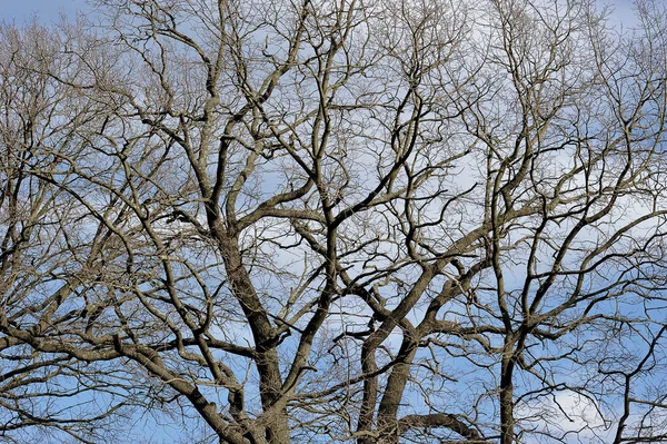 Grenar av ek utan blad mot himlen — Stockfoto