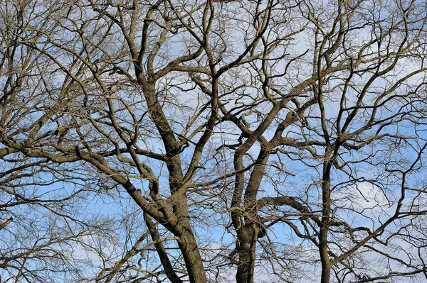 没有叶子的橡木树枝对天空 — 图库照片