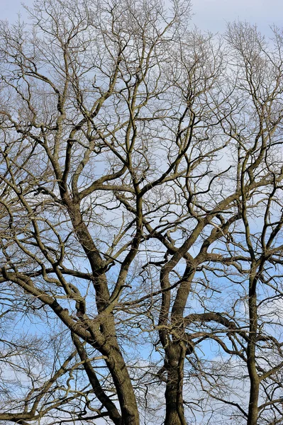 Rami di quercia senza foglie contro il cielo — Foto Stock