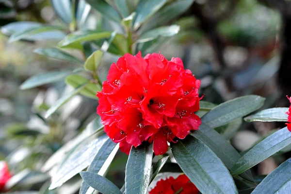 Azalea, fiore di azalea rosa — Foto Stock