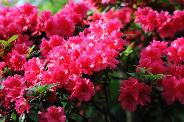 진달래, 분홍색 진달래 꽃 벚꽃 — 스톡 사진