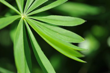 Yaprakların soyut arkaplanı 