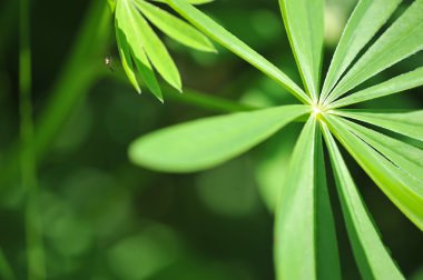 yaprakları ve sivrisinek arka plan.