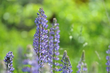 Lupin çiçek ve arka plan bulanık