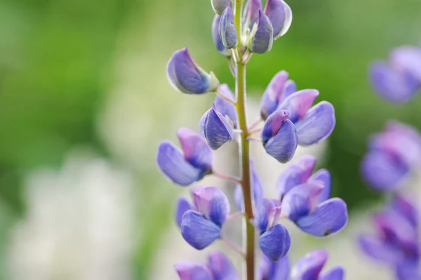 Lupino, lupino, campo di lupino con fiori rosa viola e blu — Foto Stock