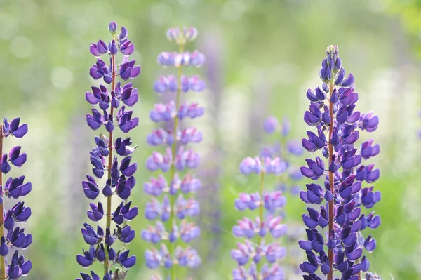Lupino, altramuz, campo de altramuz con flores rosa púrpura y azul — Foto de Stock