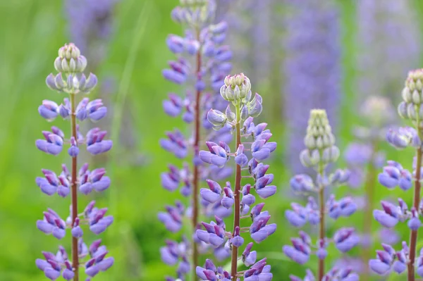 Sfondo dal fiore del lupino - sfondo sfocato — Foto Stock