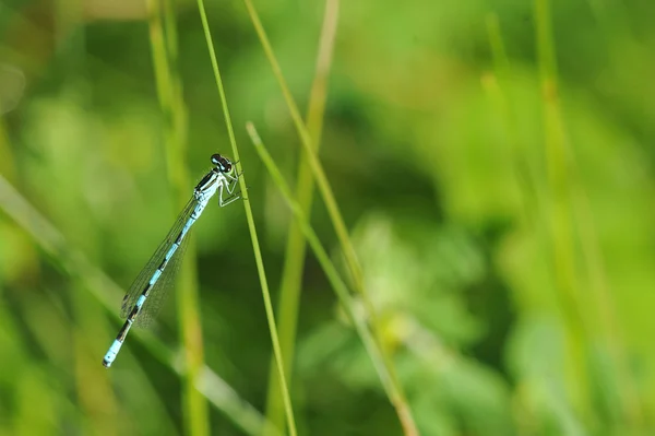 Libélula azul sentada sobre un tallo de hierba — Foto de Stock