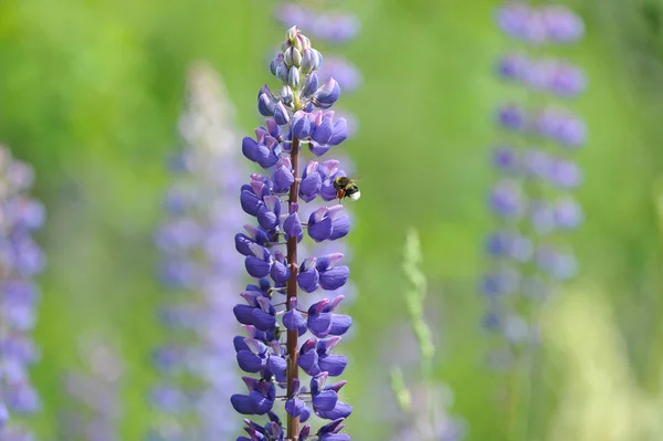 Fiore Lupin e ape, raccolta di nettare . — Foto Stock