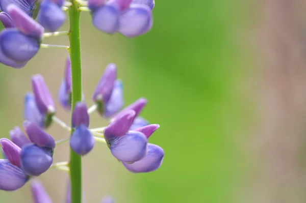 Lupin fiore e sfondo sfocato — Foto Stock