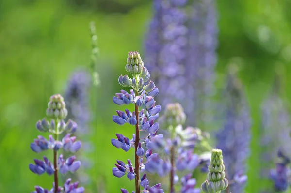 Lupin fiore e sfondo sfocato — Foto Stock