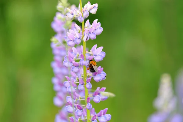 Fiore Lupin e ape, raccolta di nettare . — Foto Stock