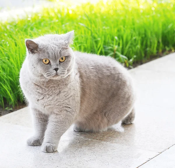 Gato gris con ojos amarillos sittin — Foto de Stock