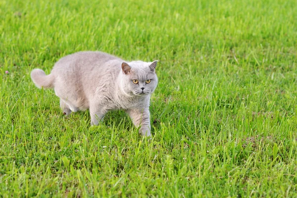 Gato gris con ojos amarillos moviéndose a través de la hierba — Foto de Stock