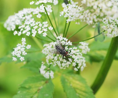 Bir çiçek üzerinde oturan darbe anında