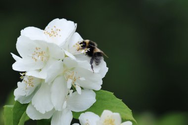 Bumblebee beyaz çiçeklerden nektar toplar