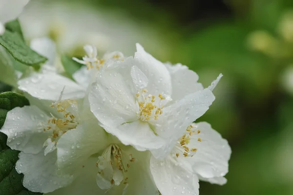 Witte bloemen na regen met druppels — Stockfoto