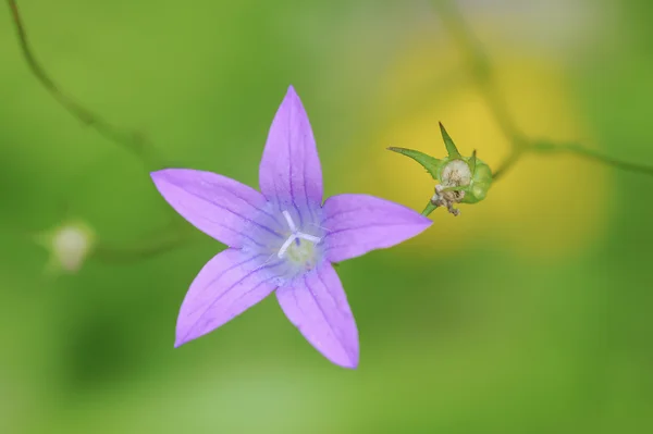 The bellflowers. Purple flower bell