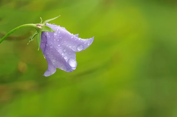 雨の滴を桔梗 — ストック写真