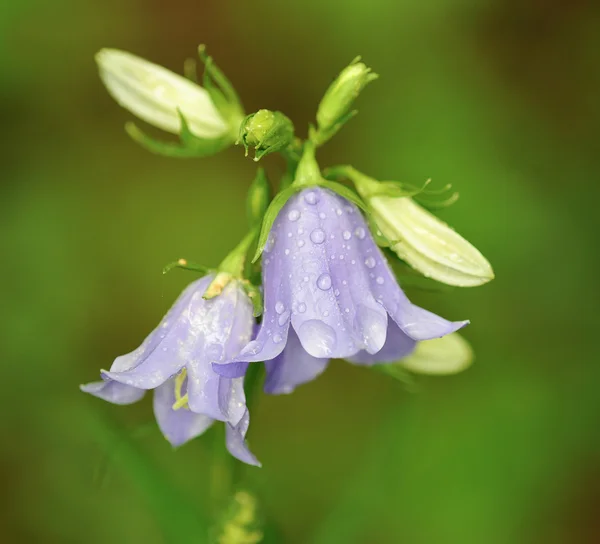 Le campanule con gocce di pioggia — Foto Stock