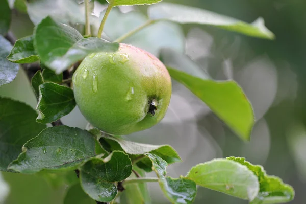 Groene appel aan tak met water druppels — Stockfoto