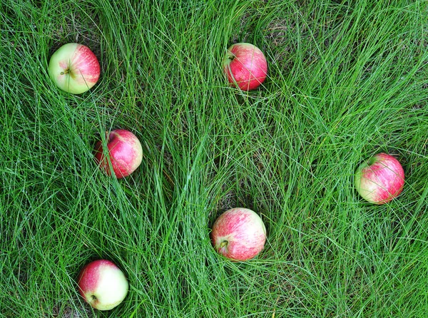 Pommes reposent sur l'herbe verte et automne nature morte — Photo