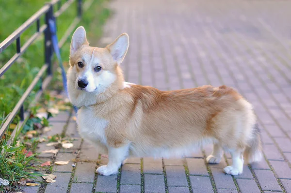 Pembroke Welsh Corgi Uma Caminhada Idade Meses — Fotografia de Stock