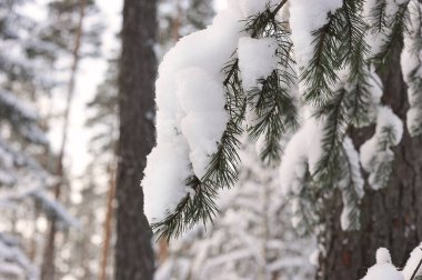 Kar yağdıktan sonra kış manzarası-ladin dalı