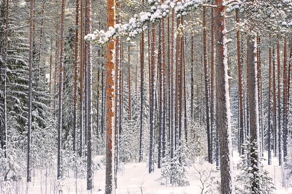 Zimní Krajina Zimní Les Sněžení — Stock fotografie