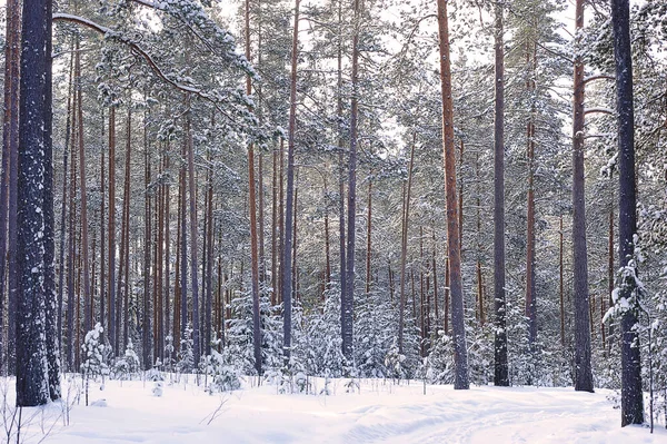 Paisagem Inverno Floresta Inverno Depois Uma Queda Neve — Fotografia de Stock