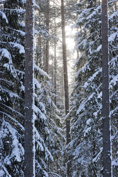 Paisagem Inverno Floresta Inverno Depois Uma Queda Neve — Fotografia de Stock