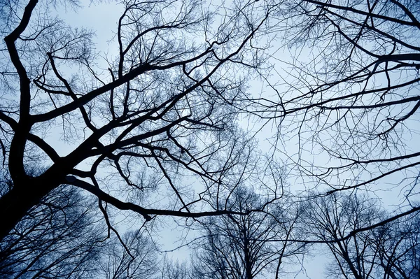 冬日的天空背景上的树枝 — 图库照片