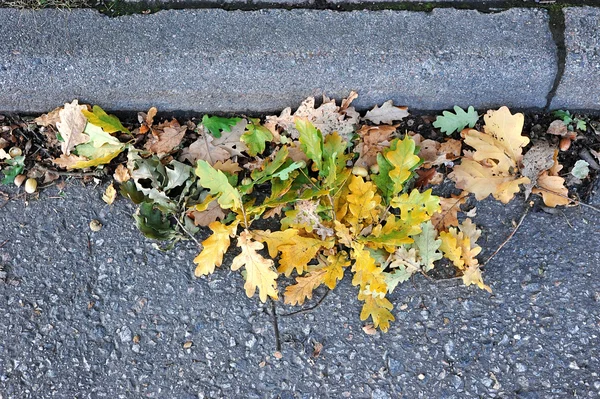 Kilka liści dębowych i żołędzie w pobliżu krawężnika na drodze — Zdjęcie stockowe