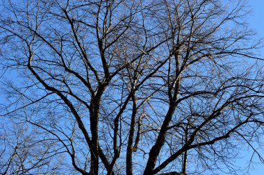 çıplak ağaç dalları, arka plan